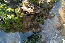 威海海边退潮了来赶海，冬天的海蛎子真肥，还能捡到海参视频封面