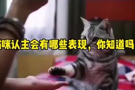 猫咪认主会有哪些表现，你知道吗？