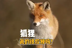 狐狸真的很狡猾吗?狡猾的狐狸，真的名不虚传吗？