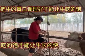 只要把牛的胃口调理好才能让牛吃的饱，吃的饱才能让牛长的快视频封面
