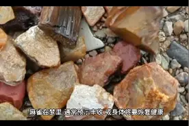 周公解梦之梦见麻雀视频封面