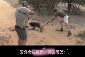 国外合法狩猎，请勿模仿，土豪级别的猎人，进入保护区狩猎雄狮视频封面