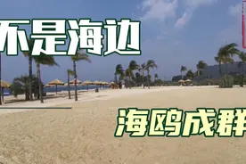 看海鸥不一定要去海边或昆明，云南抚仙湖月亮湾也是观赏地视频封面