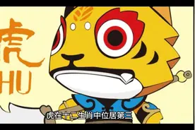 十二生肖排行第三名（虎）视频封面