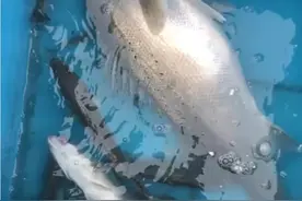 北海包船出海海钓下网捕鱼虾蟹视频封面