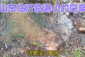 山东临沂临港有个小趵突泉，泉水清澈见底，小河流水哗啦啦视频封面