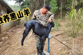 大叔去买散养在山里的黑山羊，75斤的毛重，来看看可以出多少肉视频封面