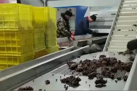 有名的酒厂制作冰葡萄酒  威代尔！视频封面