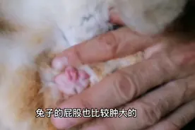 怎样判断母兔子是否怀孕有小兔子方法，现在讲解一下兔子怀孕特点视频封面