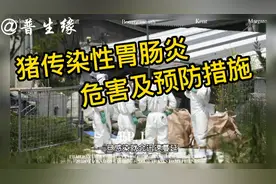 猪传染性肠胃炎的危害及预防措施！视频封面