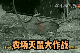 农场老鼠泛滥成灾，小弹珠招招致命，打得老鼠东倒西歪大快人心！视频封面