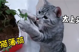 给猫咪种了盆猫薄荷，结果瞬间发疯...视频封面