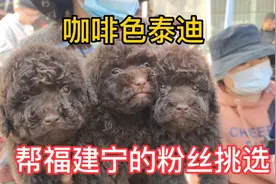 探索农村最热闹的大狗市，人多狗多，阳光明媚淘宠之旅咖啡色泰迪