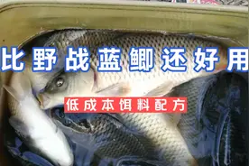 比野战蓝鲫还好用的低成本饵料配方，野钓真的太厉害了，大家试试视频封面
