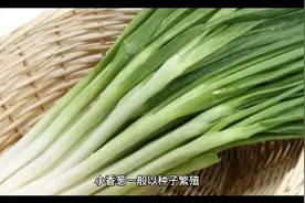 种葱的三大禁忌，掌握好合适的移栽时间，选择好的肥料种类视频封面