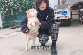 怀孕55天的母犬，肚子竟然大的像个球，猜猜这窝能生几只小崽子视频封面