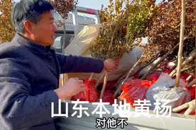 农村大集上的最佳庭院“风水树”，四季常青寓意好，70一棵真便宜视频封面