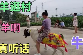 美女把羊视为宝，骑着帅羊满村跑，个个竖起大拇指此女真是了不起视频封面