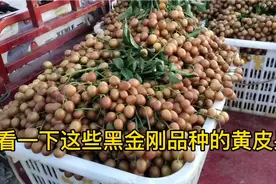 金陵农贸城的黄皮果，几个品种中还是黑金刚品种好，价格也美丽