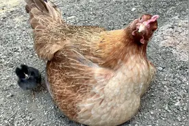 鸡妈妈的歪头杀，比小鸡仔还可爱视频封面