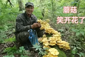 农村小伙采山，发现整个树都是黄蘑菇，一家人收获满满，笑开花了视频封面