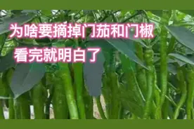 茄子、辣椒、番茄第一朵花是留还是摘？秧子很小就开花怎么办？视频封面