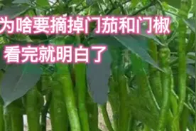 茄子、辣椒、番茄第一朵花是留还是摘？秧子很小就开花怎么办？视频封面