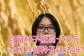 实话实说，自留种子被罚十万元，农民自留种子违法吗？视频封面