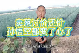 大葱价格暴跌卖葱讨价还价，就连俺那最好的朋友孙悟空也变了心了视频封面