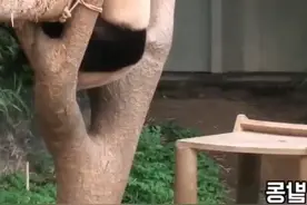 福宝人教版的下树技巧😂😂视频封面
