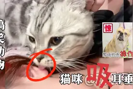 搞笑动物：猫咪喜欢吸主人耳垂，这什么奇葩爱好？视频封面