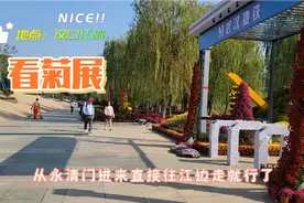 武汉秋天赏菊好去处，汉口江滩菊花展等你来，顺便散个步视频封面