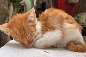 猫咪趴在路边不吃不喝奄奄一息，小伙跨区出手相助，获救那刻泪奔视频封面