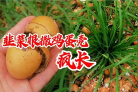 韭菜地撒些鸡蛋壳？韭菜疯长，防虫防病自主沤肥，不用买肥料省钱视频封面