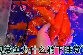 水换多了，观赏趴缸缩鳍了，加点敌百虫给他治回来视频封面