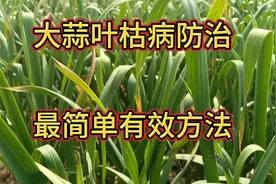 大蒜叶枯病一旦发生，药物防治治标不治本，最好的方法要用它视频封面