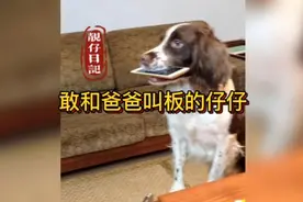 仔仔一向爱妈妈怕爸爸，这次居然敢和爸爸叫板了视频封面