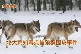知青与狼的故事，北大荒知青点被狼群围攻，惊心动魄堪比大片视频封面