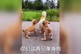 搞笑视频：两只单身狗要把天鹅娶回家当老婆视频封面