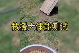 狗狗上岗考核视频封面