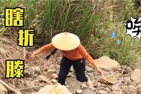 独自进山寻野生金银花，偶遇两米长的大蛇，差点迷路回不了家视频封面