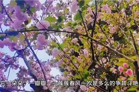 樱花花期只有一周左右，我们能错过视频封面