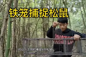 铁笼捕捉松鼠，高端大气的陷阱往往却用最简单的工具。视频封面