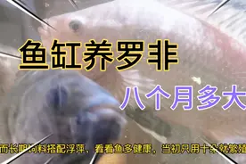 鱼缸养罗非鱼，平常都吃什么，八个月能养多大？视频封面