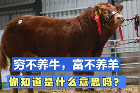 养牛好还是养羊好？今天我来告诉大家！穷不养牛，富不忘羊视频封面