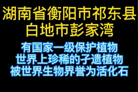 湖南省祁东县白地市彭家湾水杉为国家一级保护植物，生物界活化石视频封面