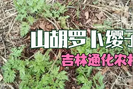 山胡罗卜缨子，一种药食兼用的美味山野菜，主要产地东北地区视频封面