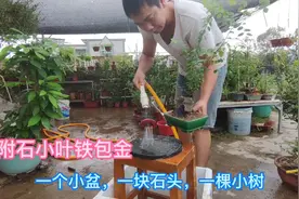 什么是盆景？种在盆里能悦自己视频封面