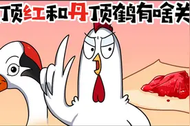 鹤顶红和丹顶鹤有什么关系视频封面