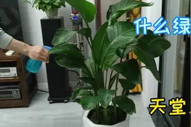 最近我家客厅又添了一棵大绿植，大家帮我看看摆这里好看吗？视频封面